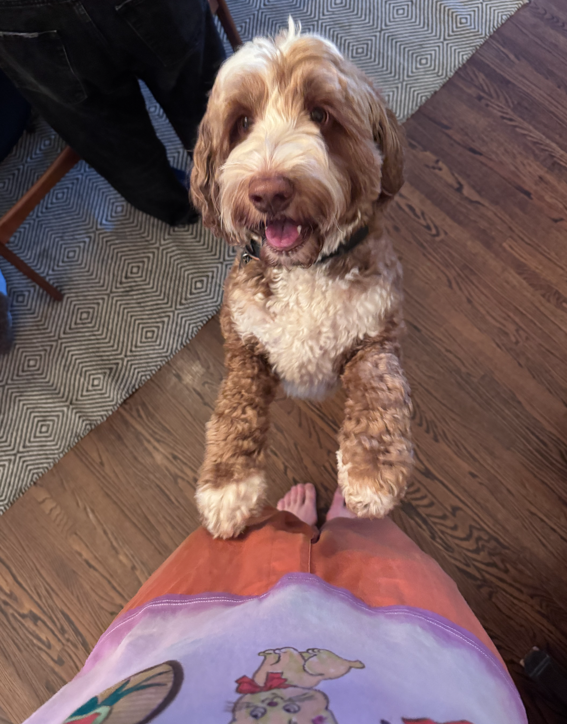 A big floofy dog