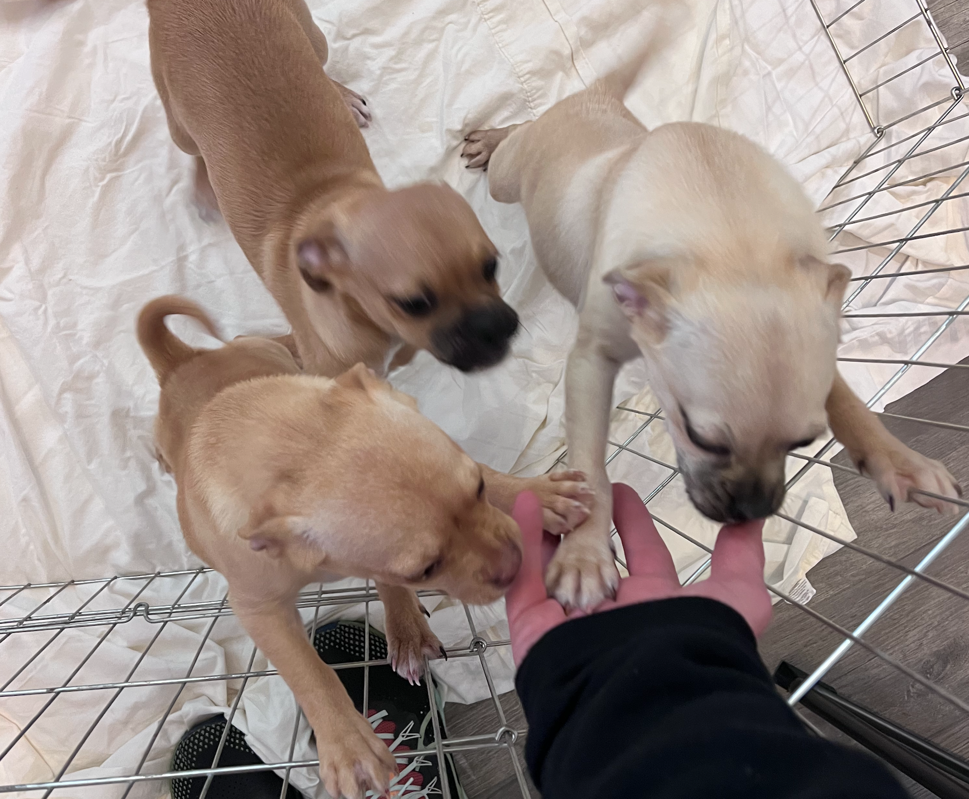 The Cult of America’s Largest Animal Rescue