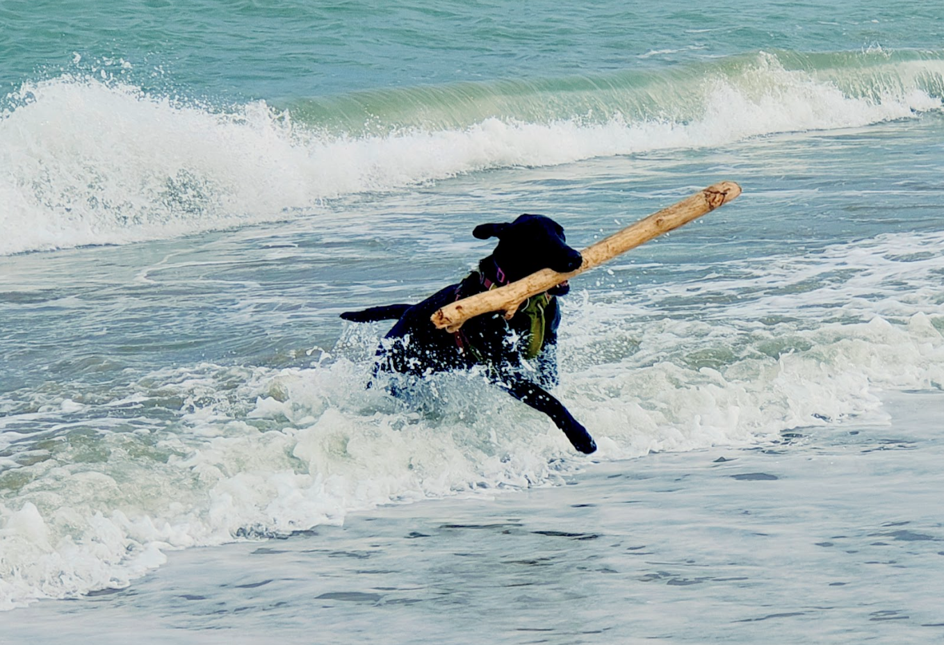 One of Ross' rescue dogs