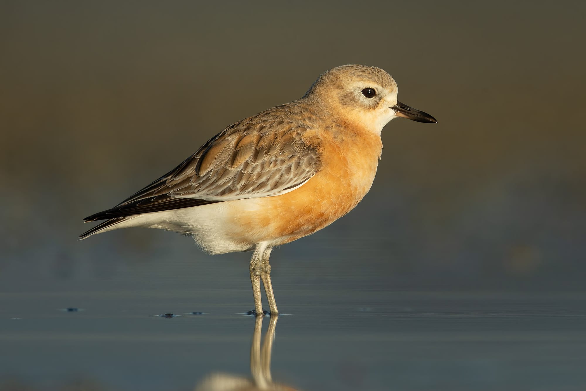 A timid, tiny dotterel