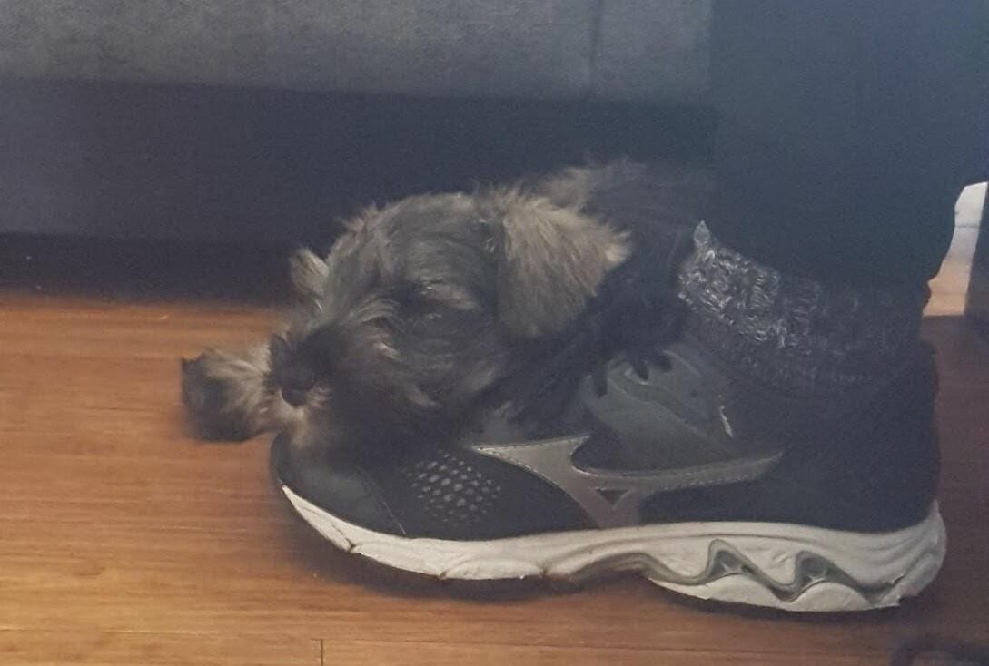 A cat lying on a pair of shoes
Description automatically generated with low confidence