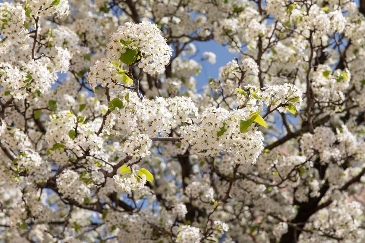 A callary pear tree