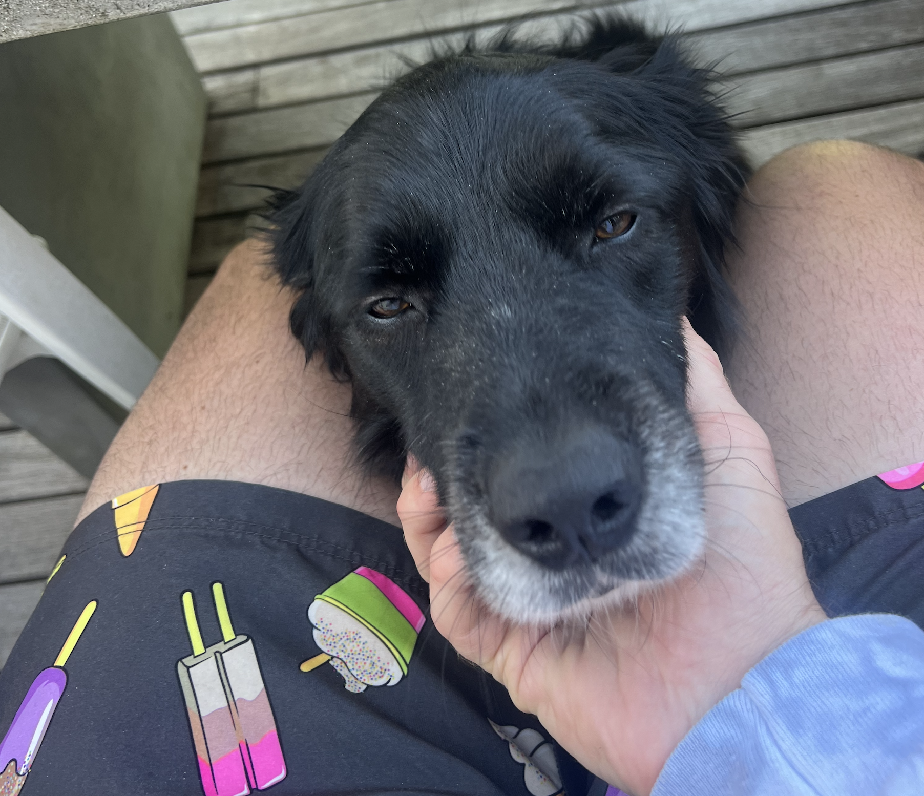 A part sheepdog nestled between my legs