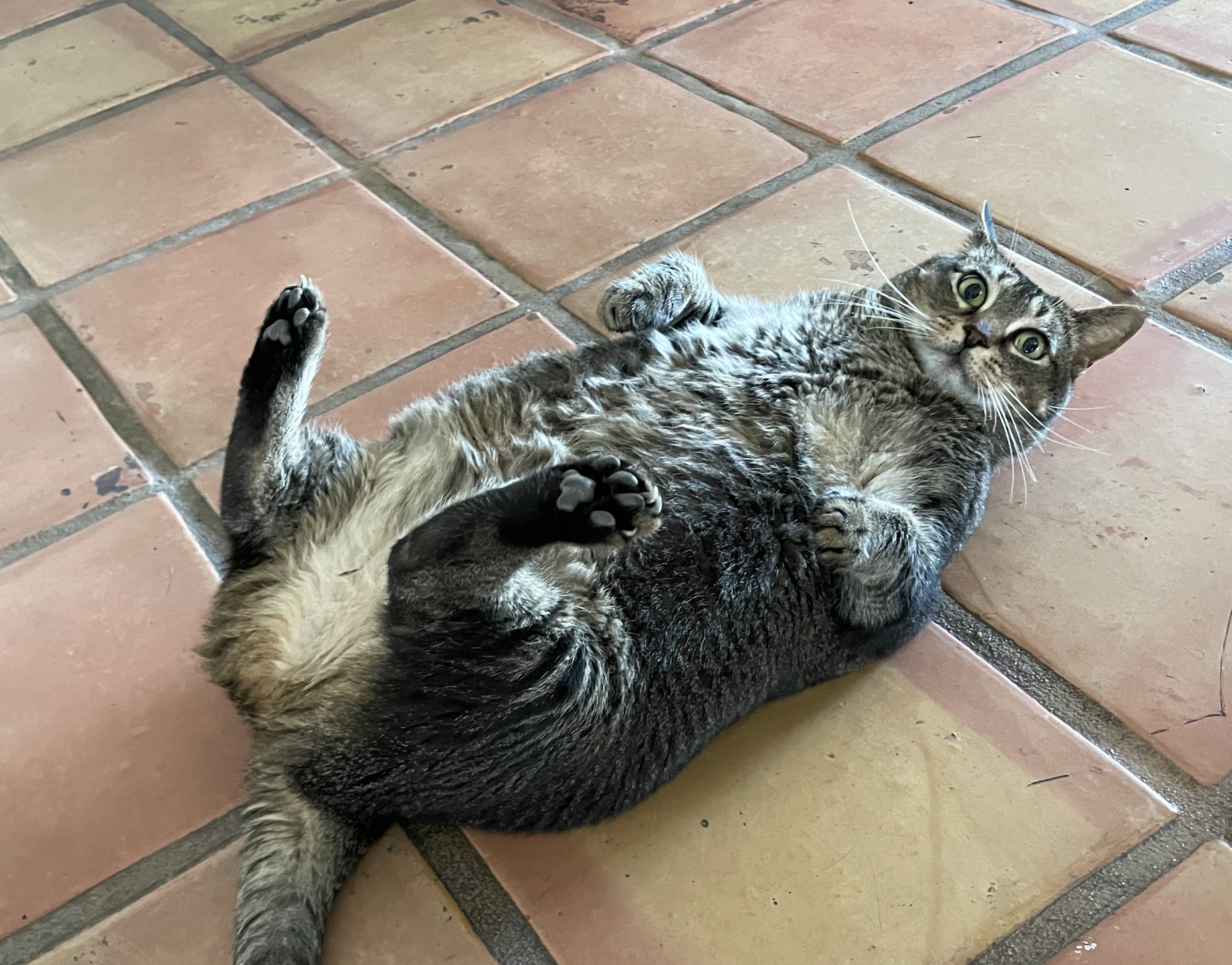 Barry's cat Shadow, looking happy