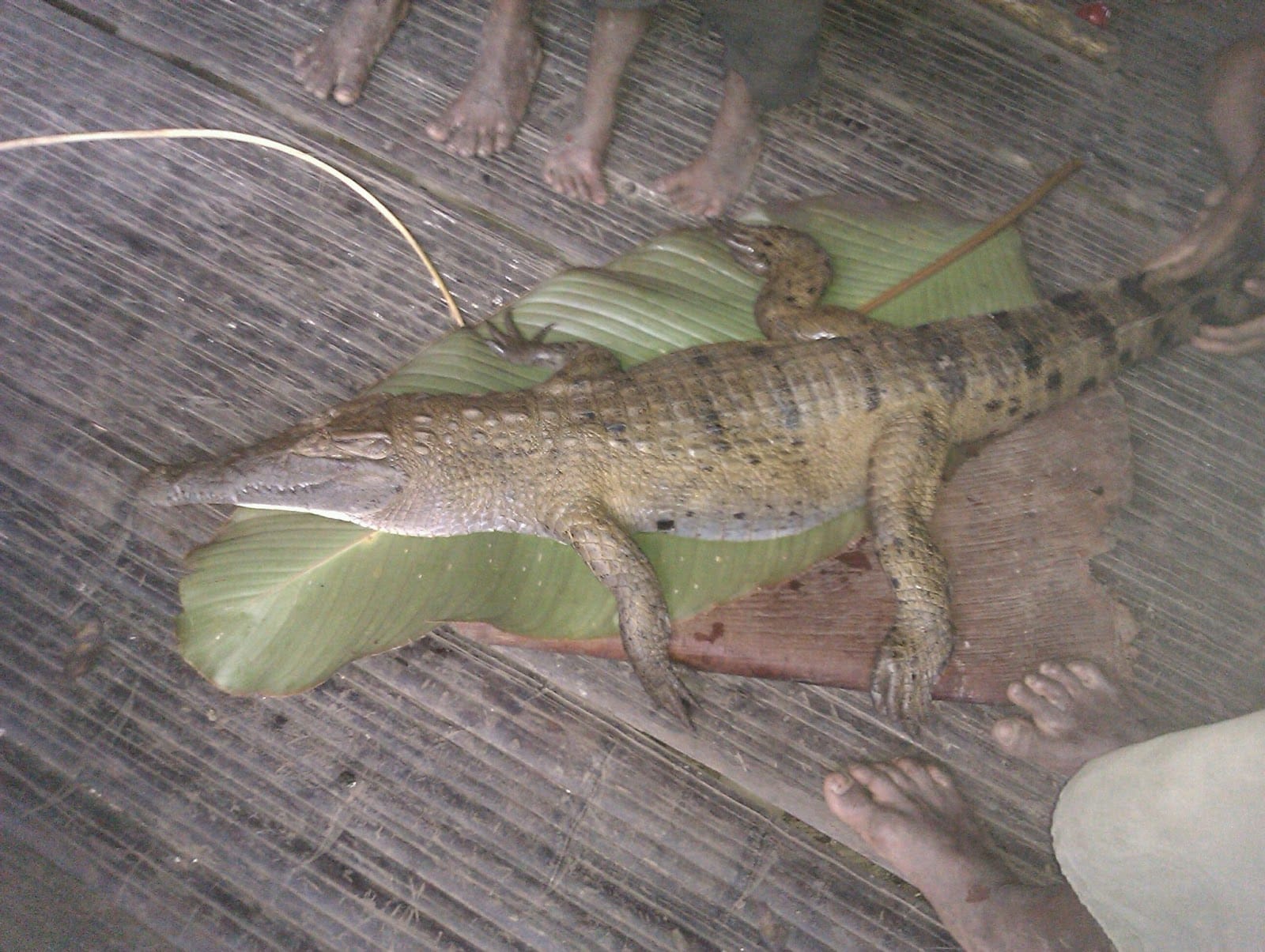 A croc ready to be cooked for dinner
