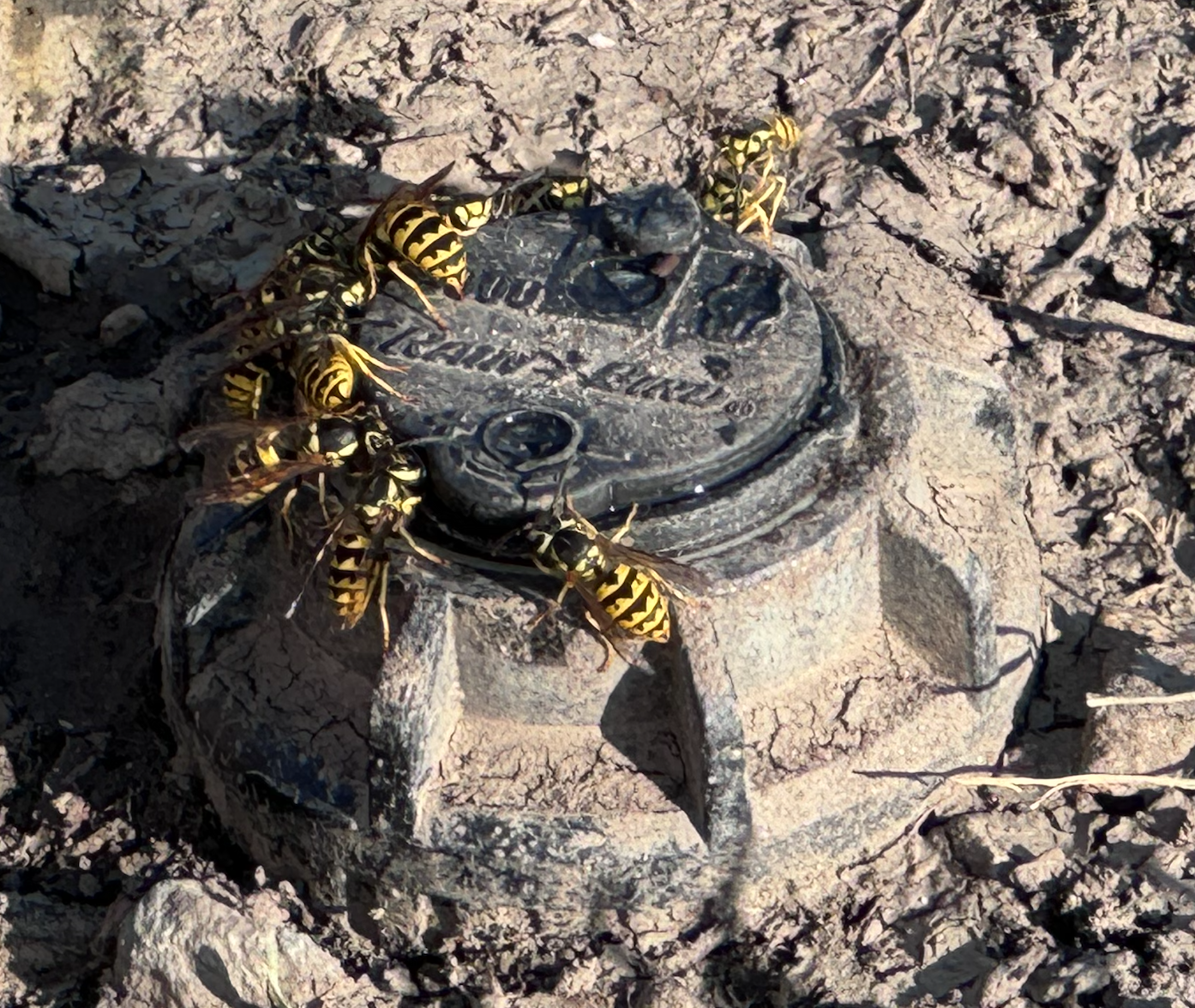 Wasps swarming on top of a pipe