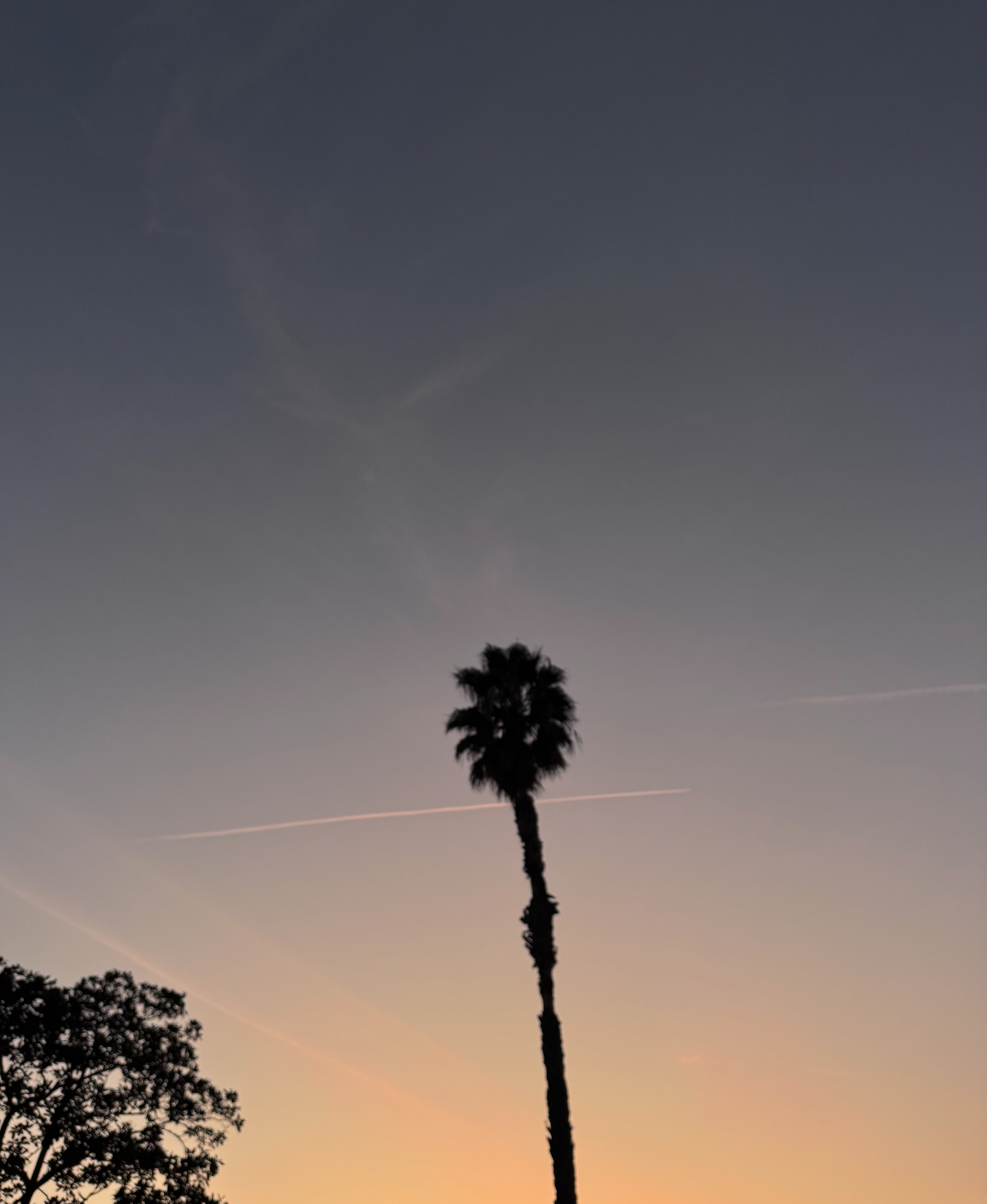 A palm down my street