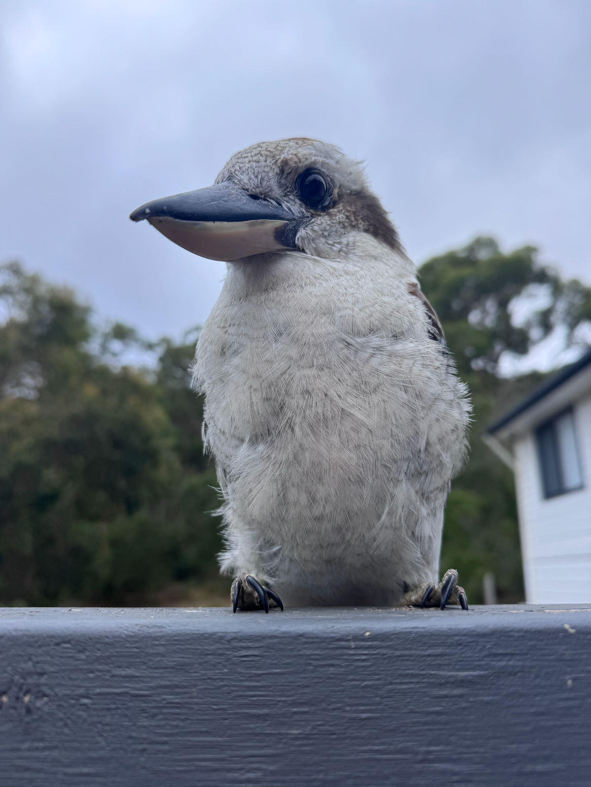 CU of a kookaburra