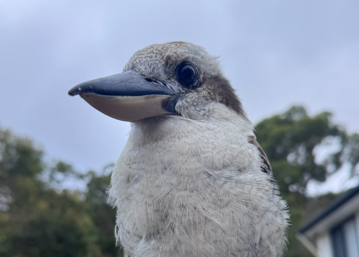 My first ever encounter with an Australian kookaburra!