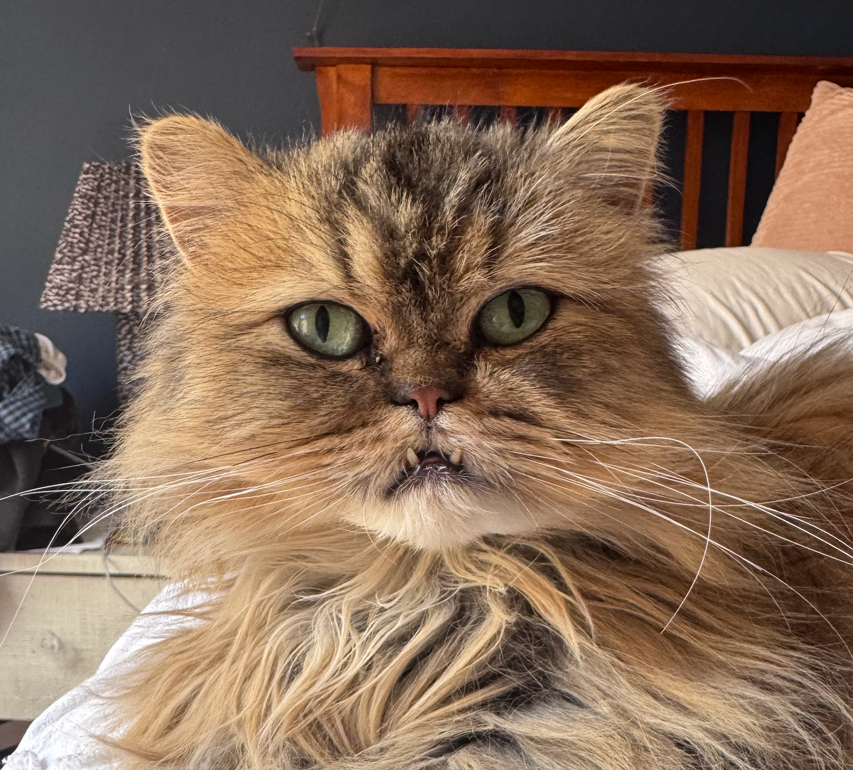 Cat with bit underbite teeth! 