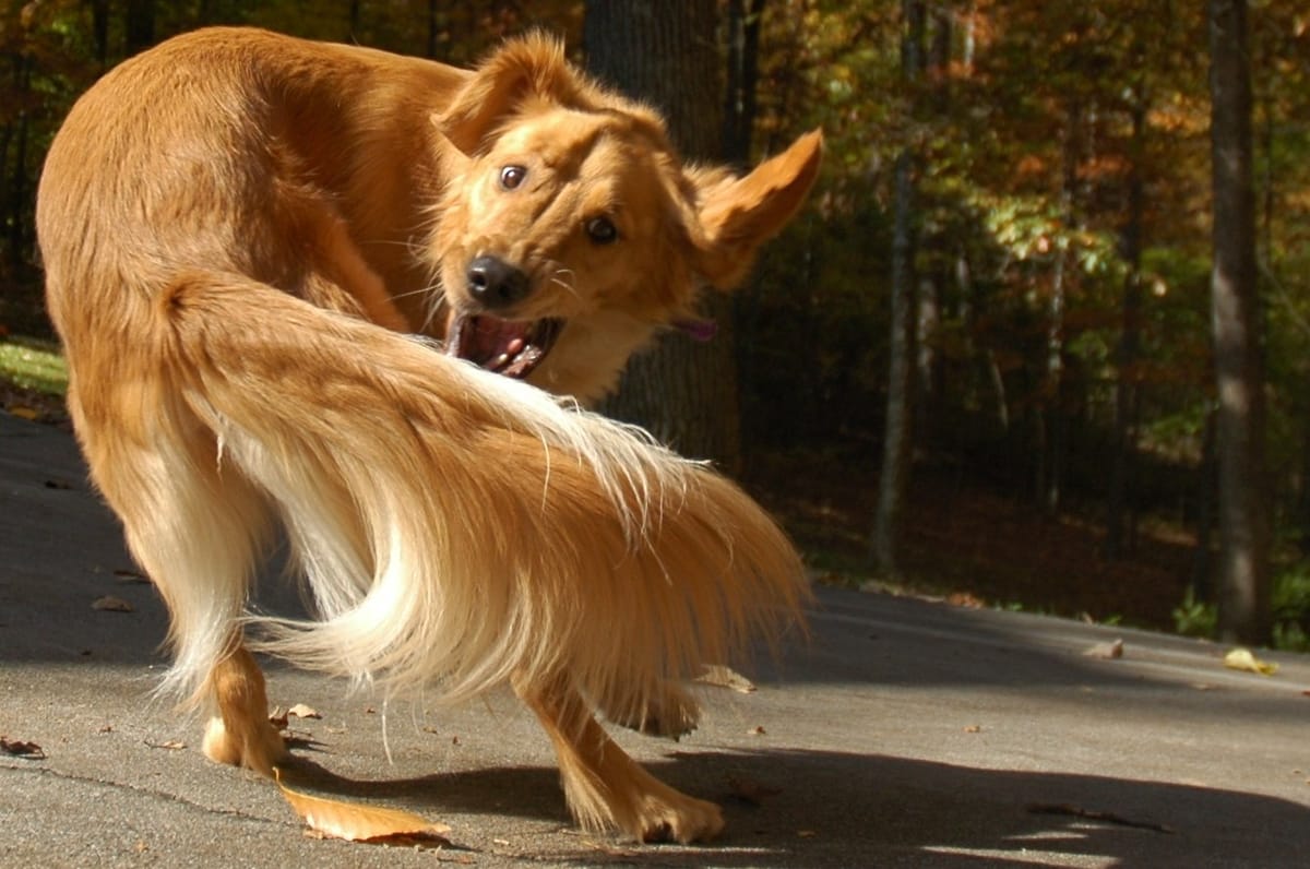 When an advertising watchdog chases its tail