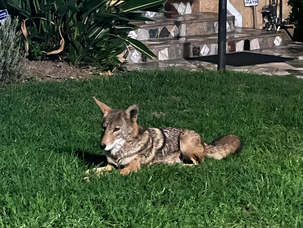 Coyotes & Crows, and Arise Loses (again)